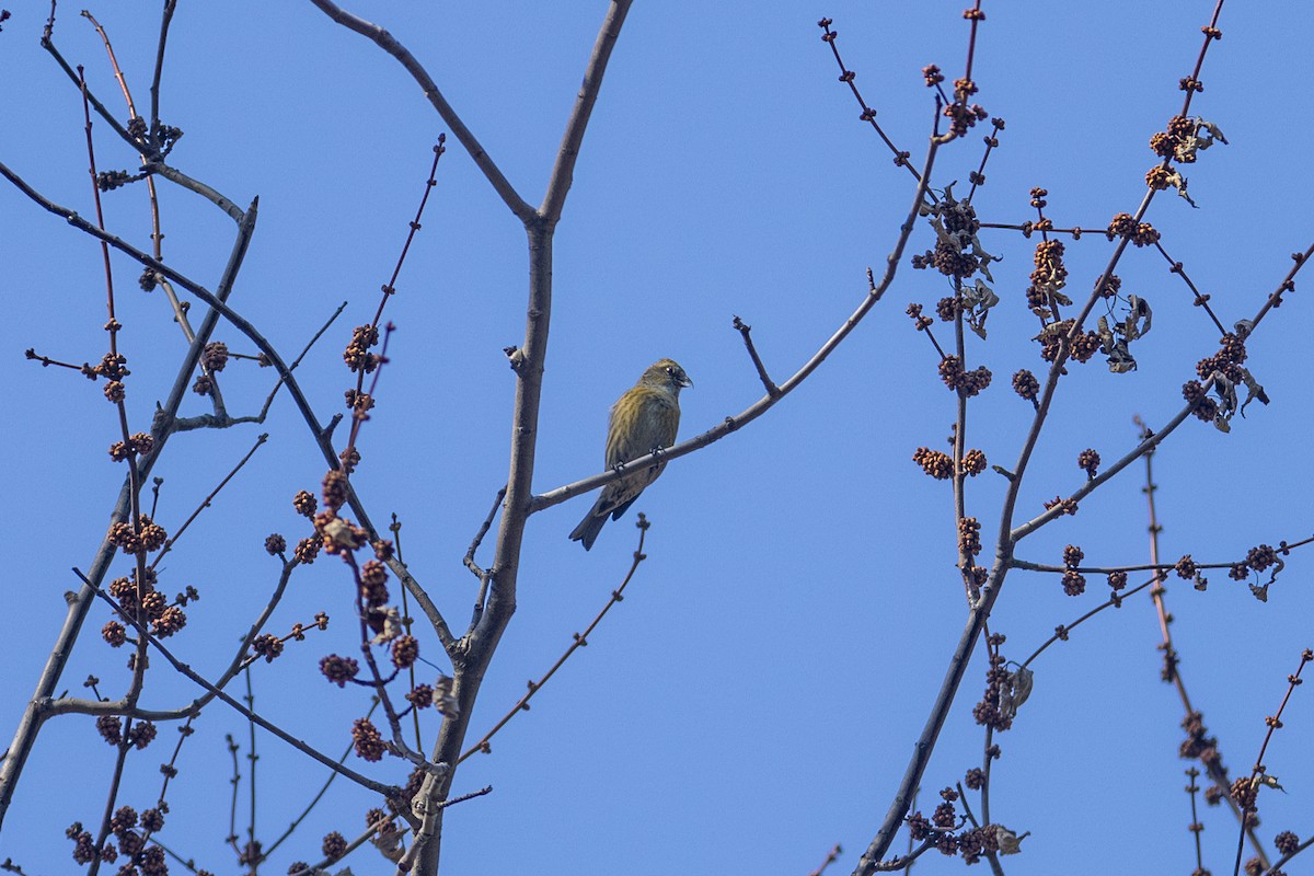 White-winged Crossbill - ML615449749