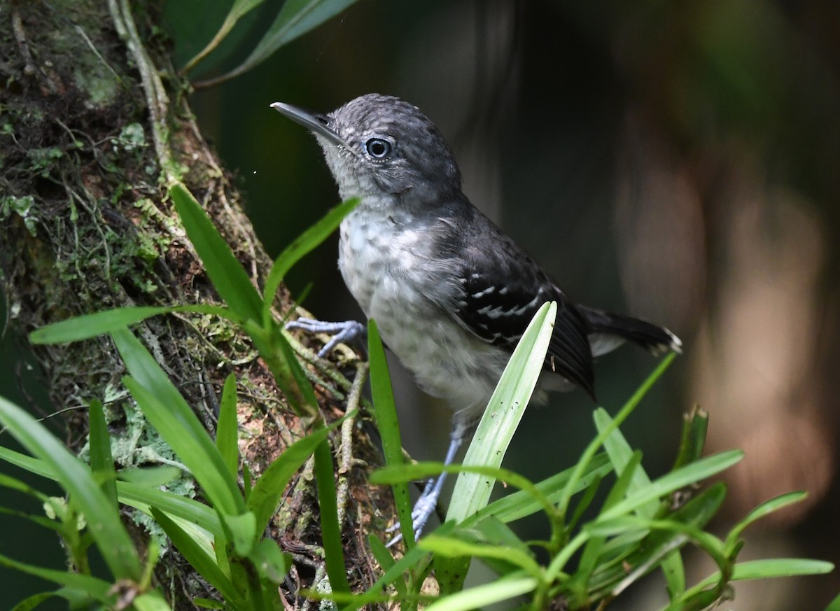 Band-tailed Antbird - ML615449780