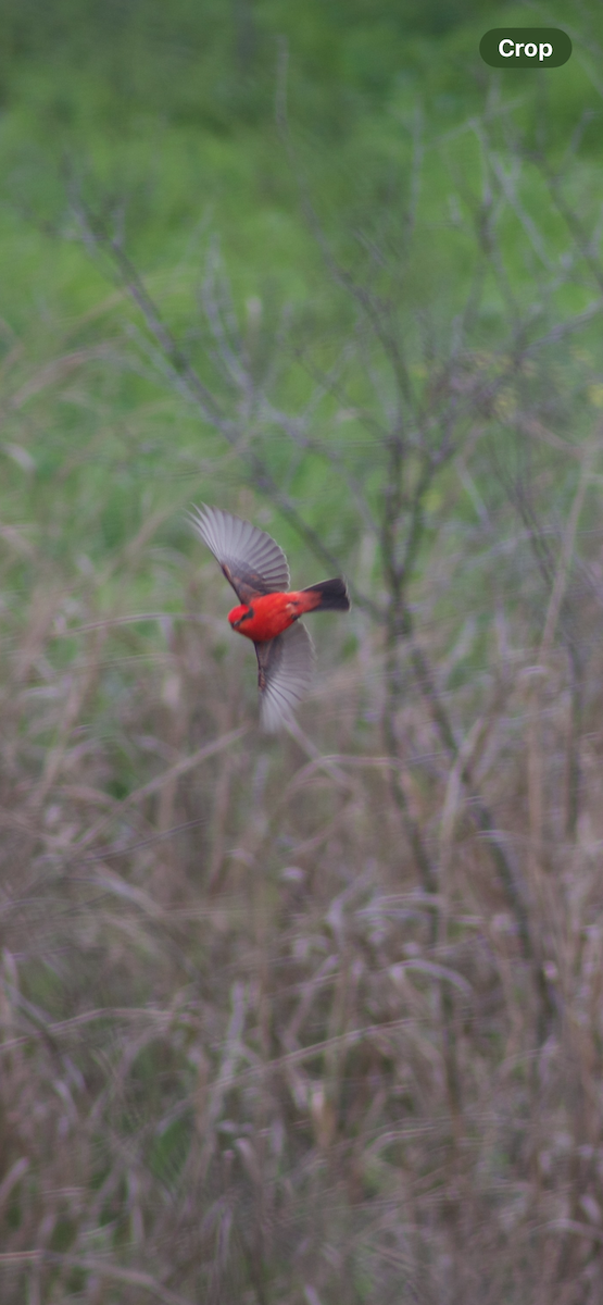 Vermilion Flycatcher - ML615449785