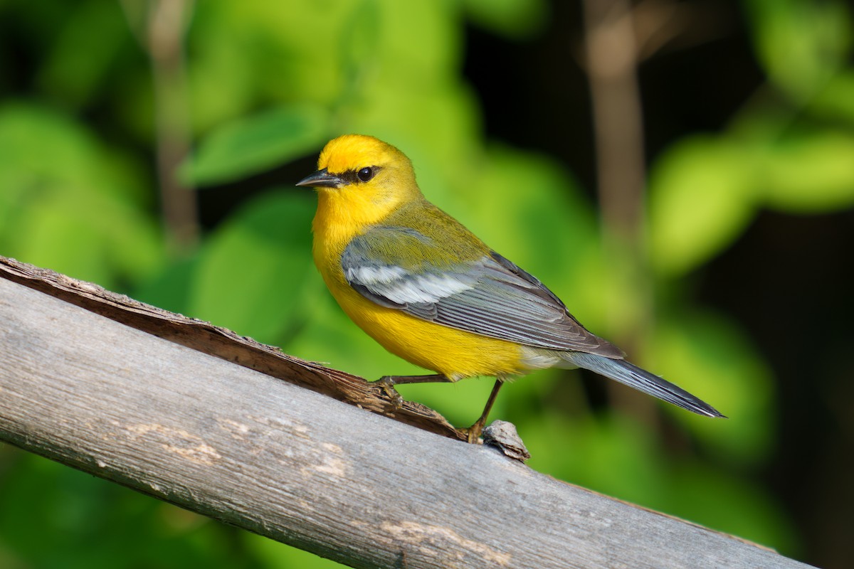 Blue-winged Warbler - Austin Groff