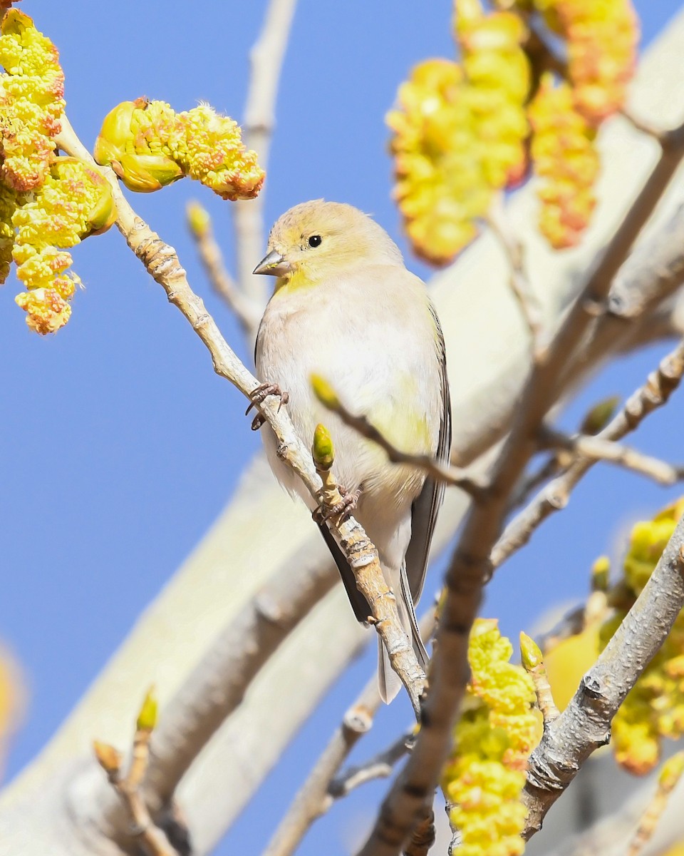 American Goldfinch - ML615449919