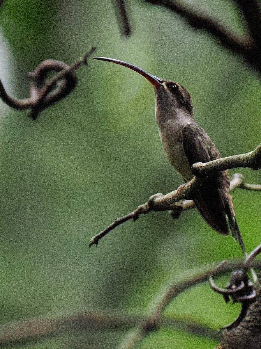 Great-billed Hermit - Ben Jesup