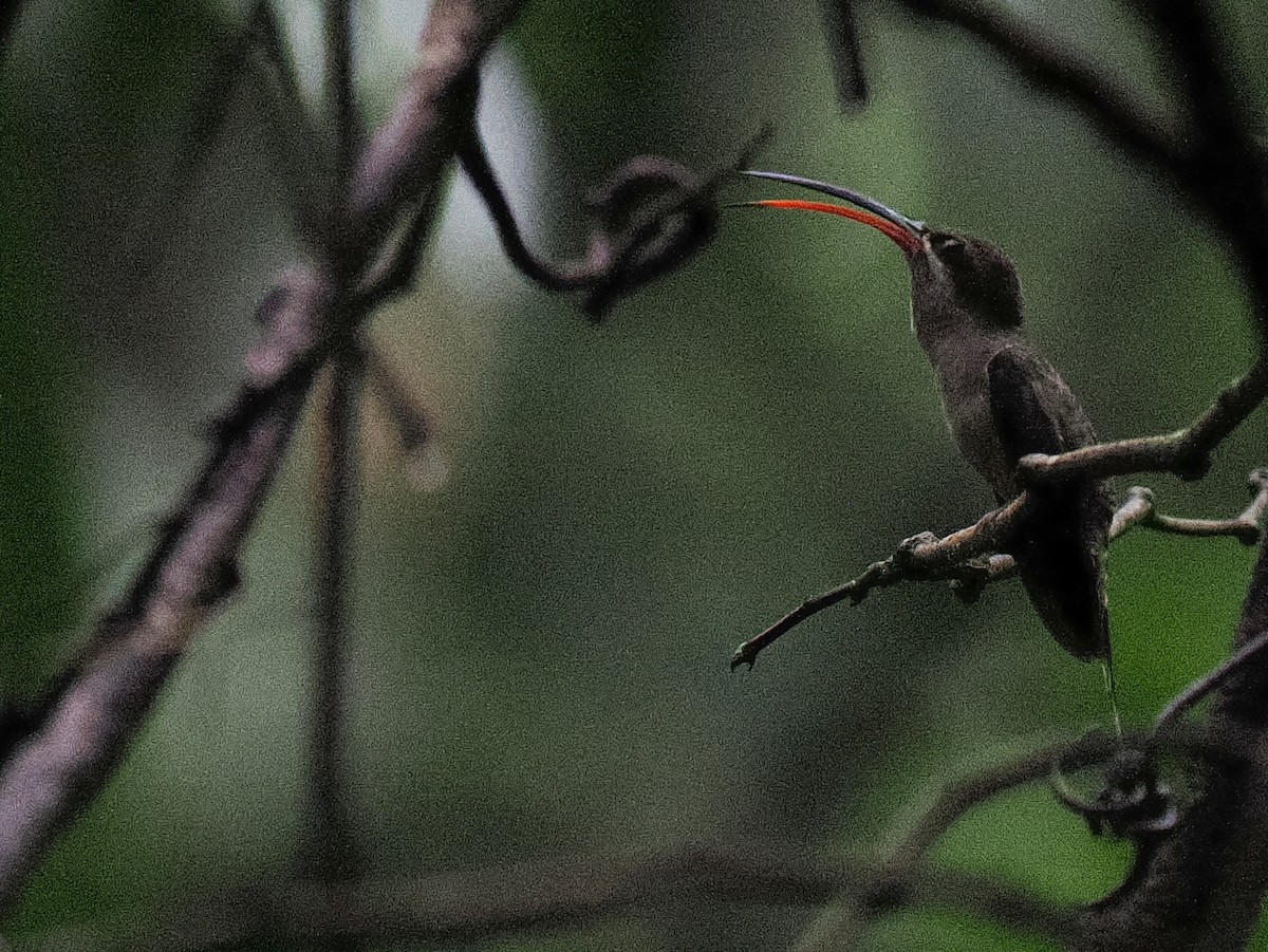 Great-billed Hermit - Ben Jesup