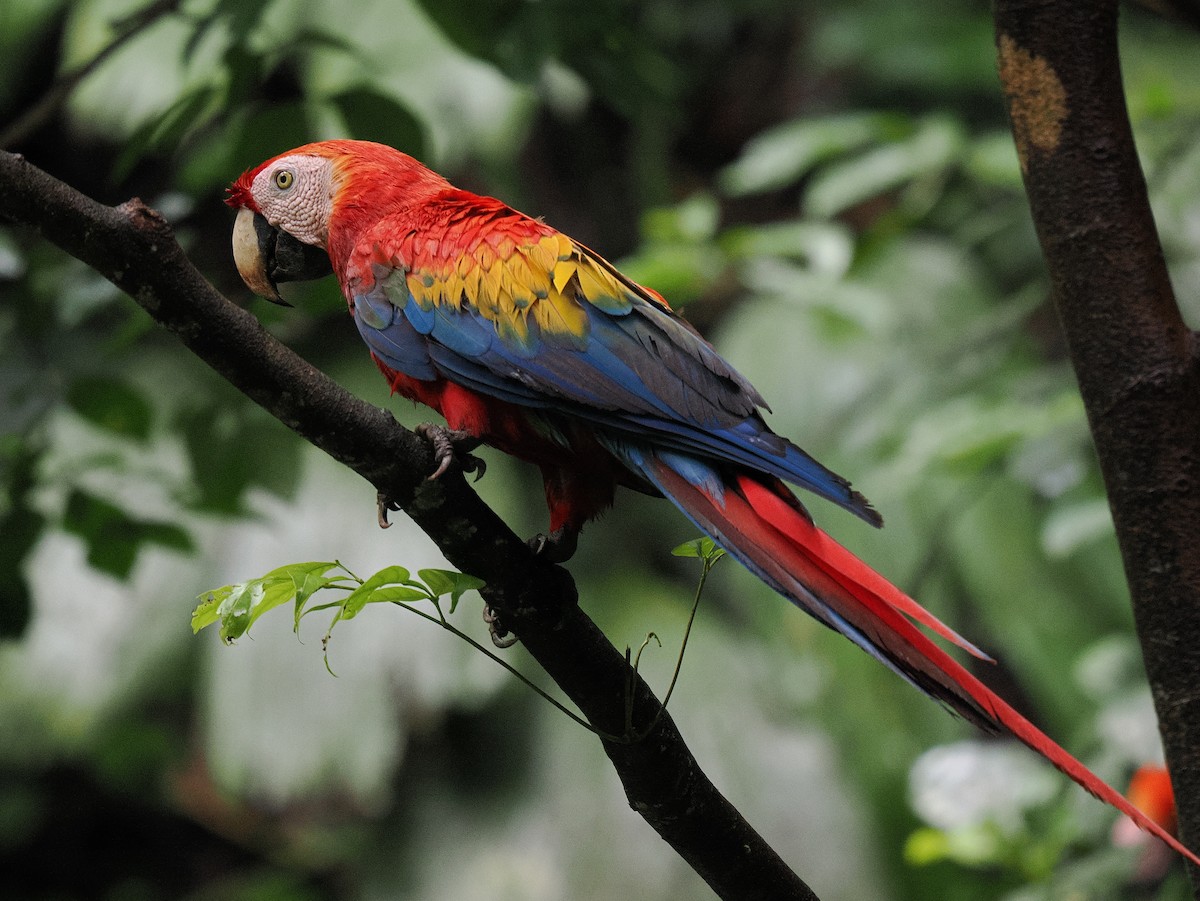 Scarlet Macaw - ML615449962