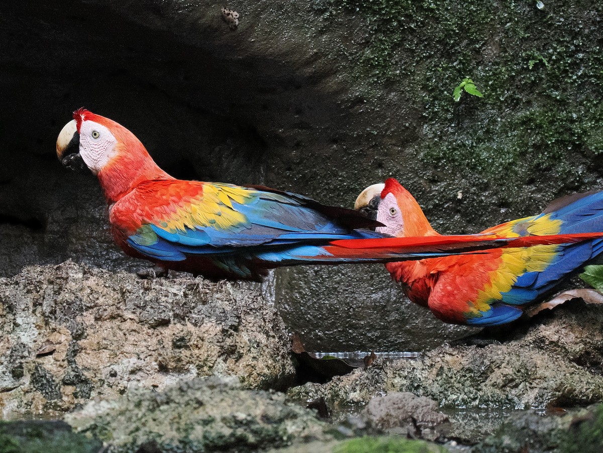 Scarlet Macaw - ML615449964