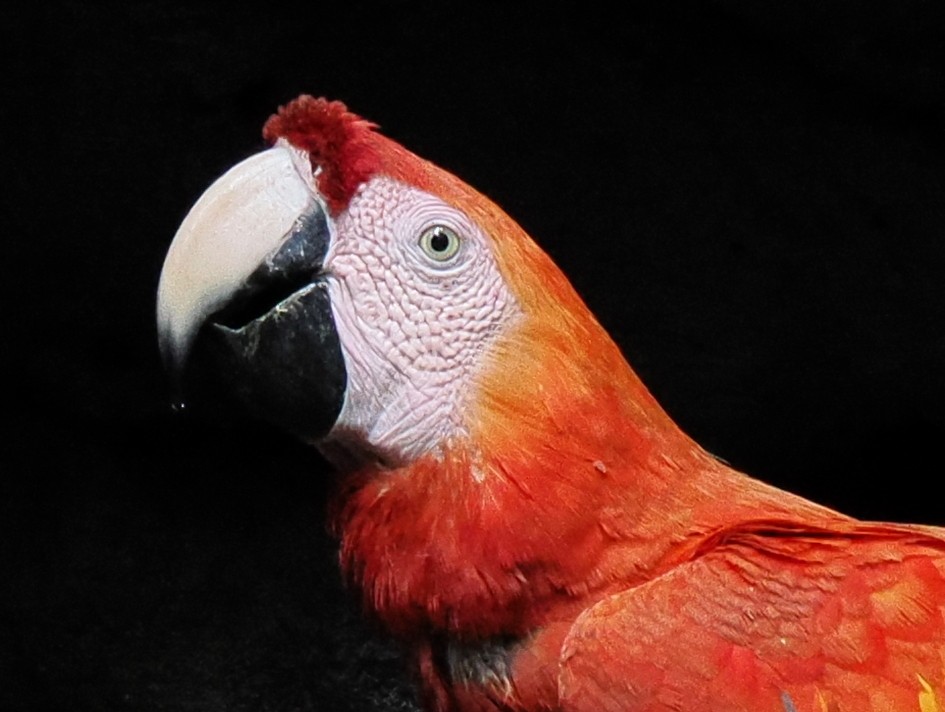 Guacamayo Macao - ML615449965