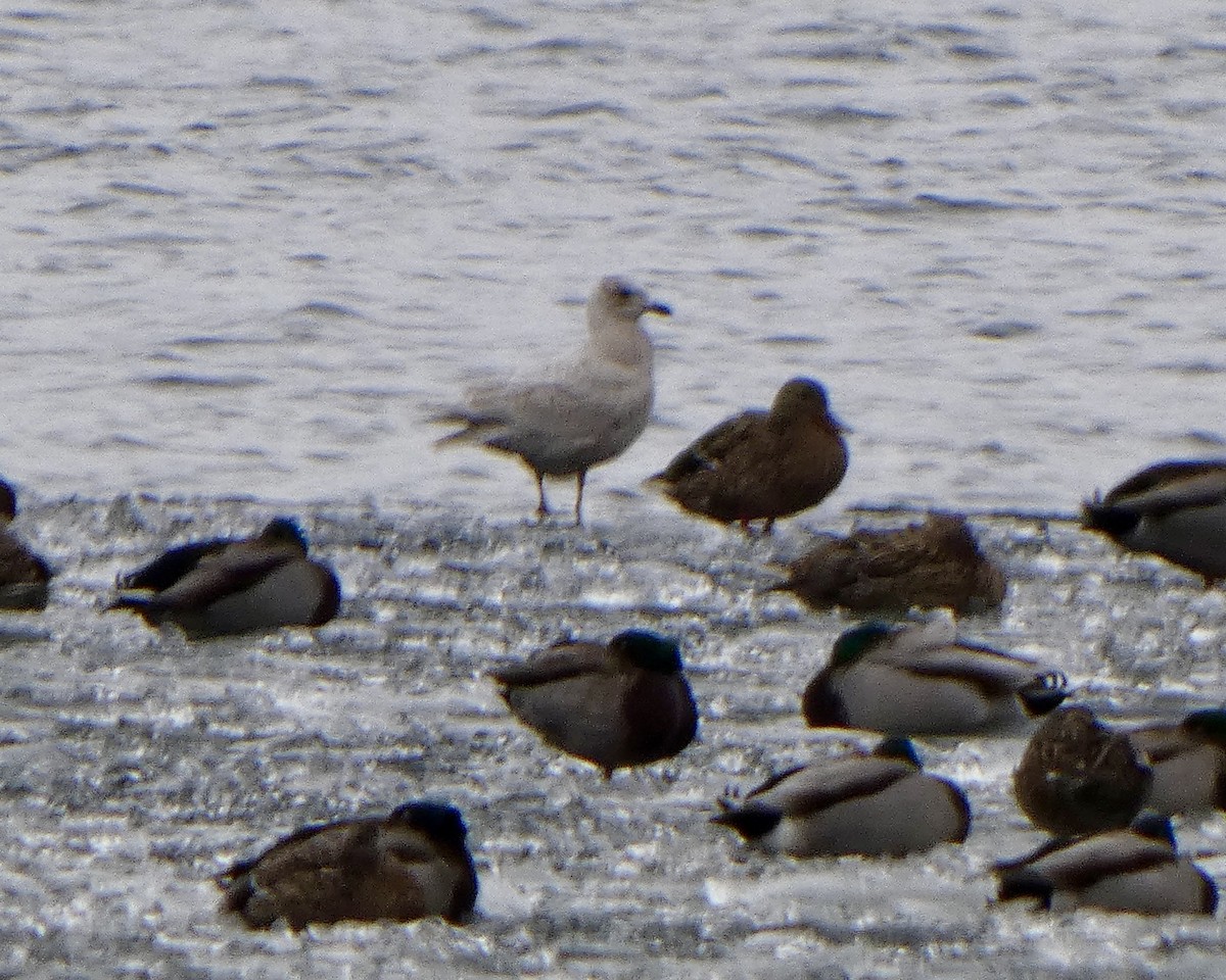 Goéland arctique - ML615449966