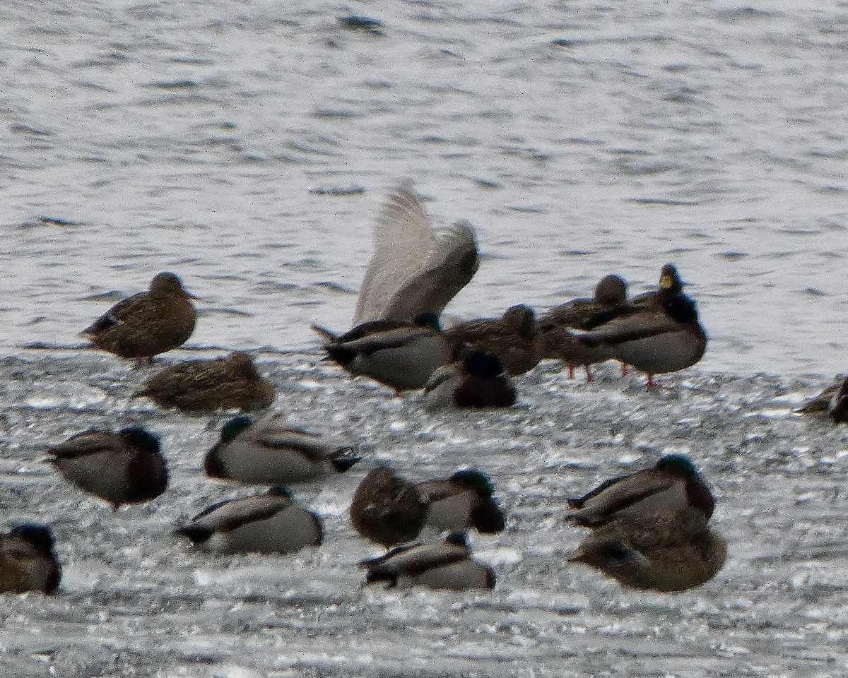 Iceland Gull - ML615449967