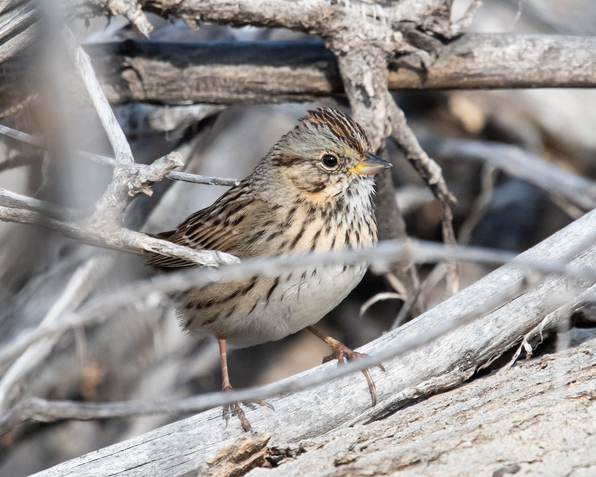 Lincoln's Sparrow - ML615449970