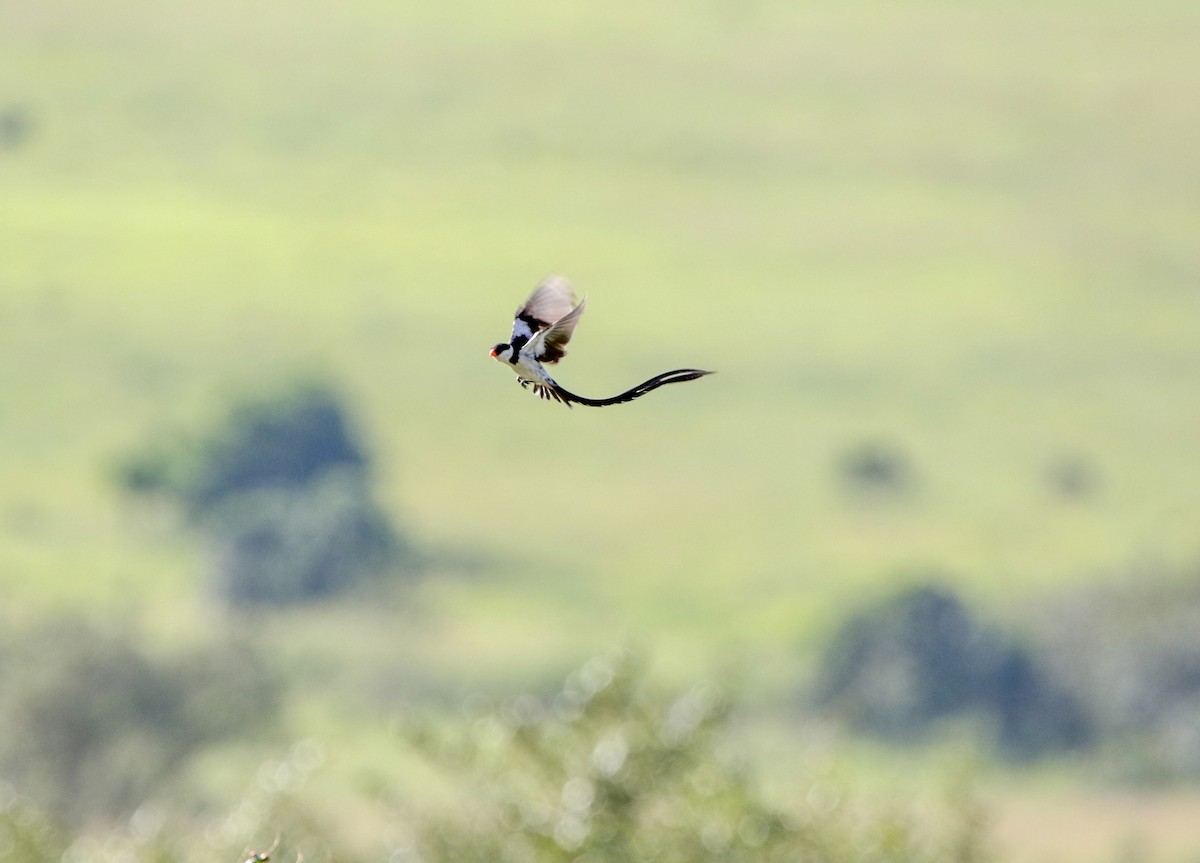 Pin-tailed Whydah - Lexi Quarles