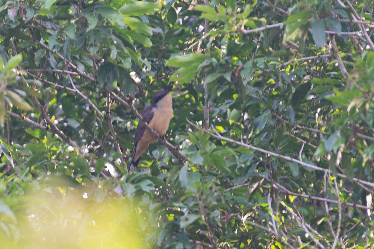 Mangrove Cuckoo - ML615450121