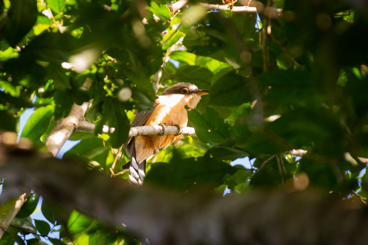 Mangrove Cuckoo - ML615450122