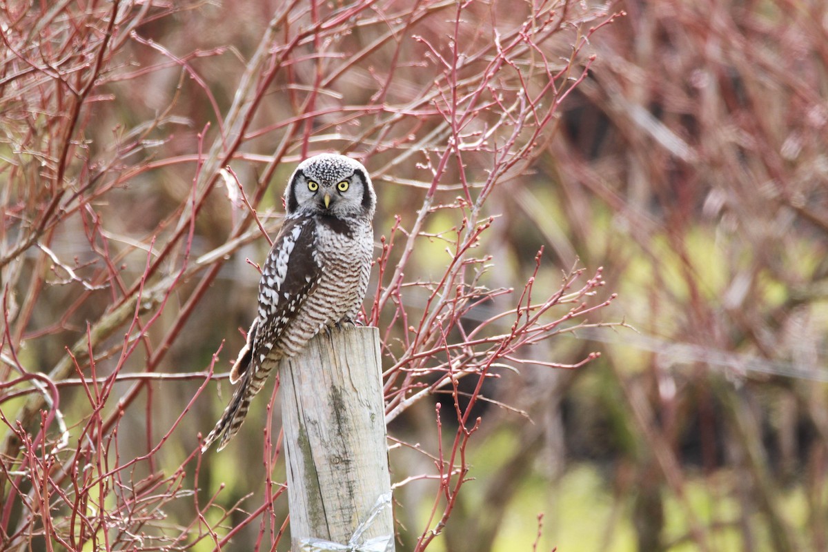 Northern Hawk Owl (American) - Sabine Jessen