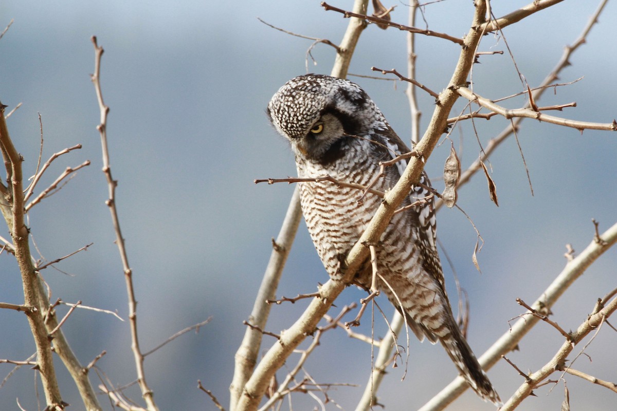 Northern Hawk Owl (American) - Sabine Jessen