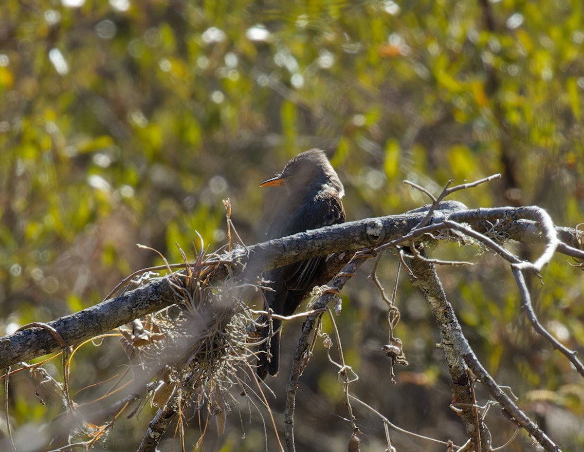 Greater Pewee - ML615450152