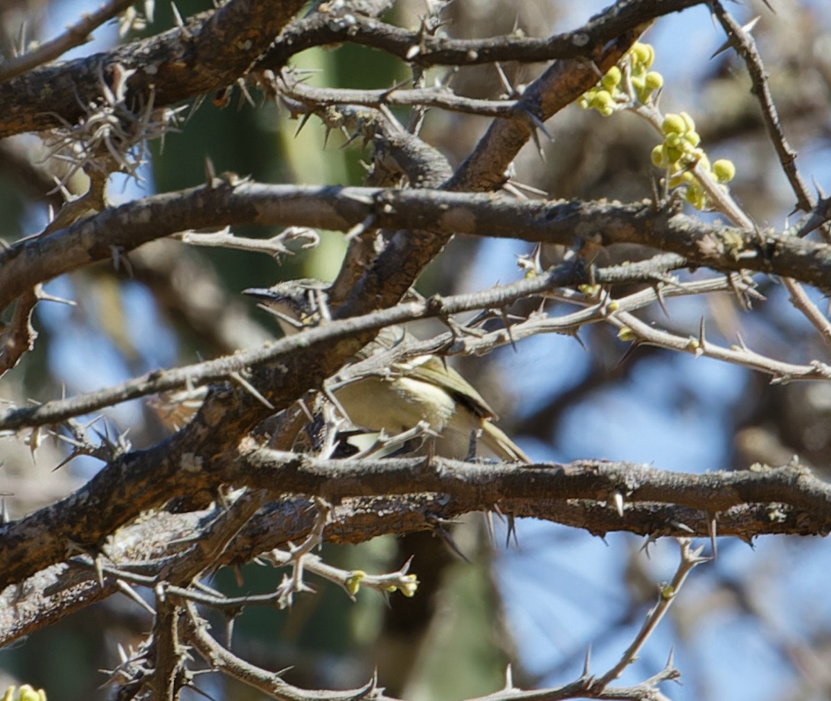 Dwarf Vireo - ML615450162