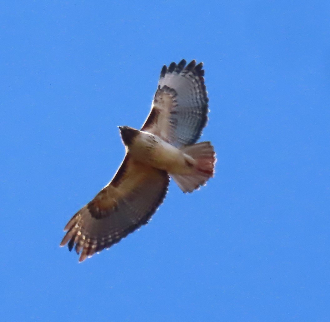 Red-tailed Hawk - ML615450163