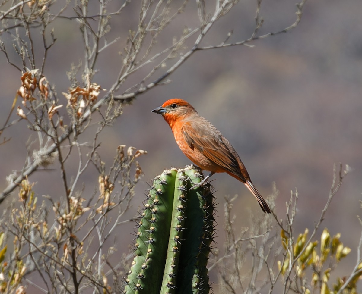 Hepatic Tanager - ML615450169