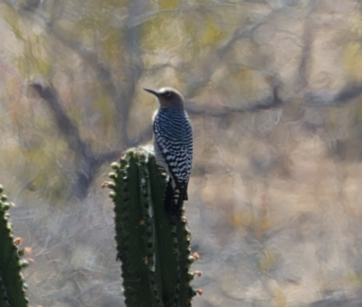 Gray-breasted Woodpecker - ML615450175