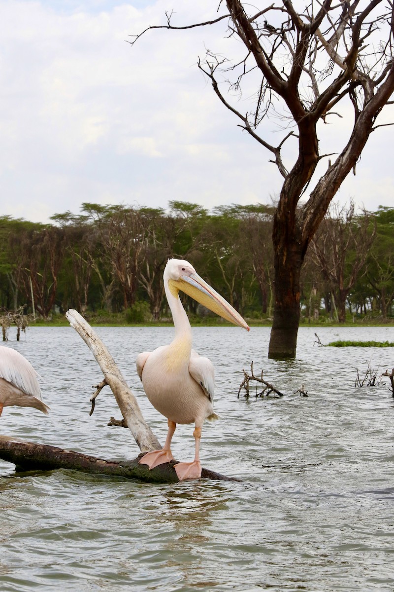 Great White Pelican - Lexi Quarles