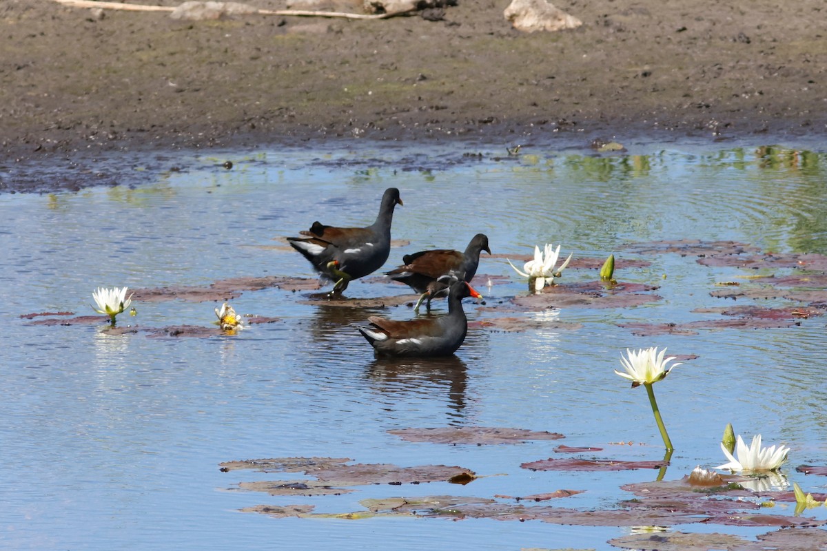 Common Gallinule - Daniel J. Riley