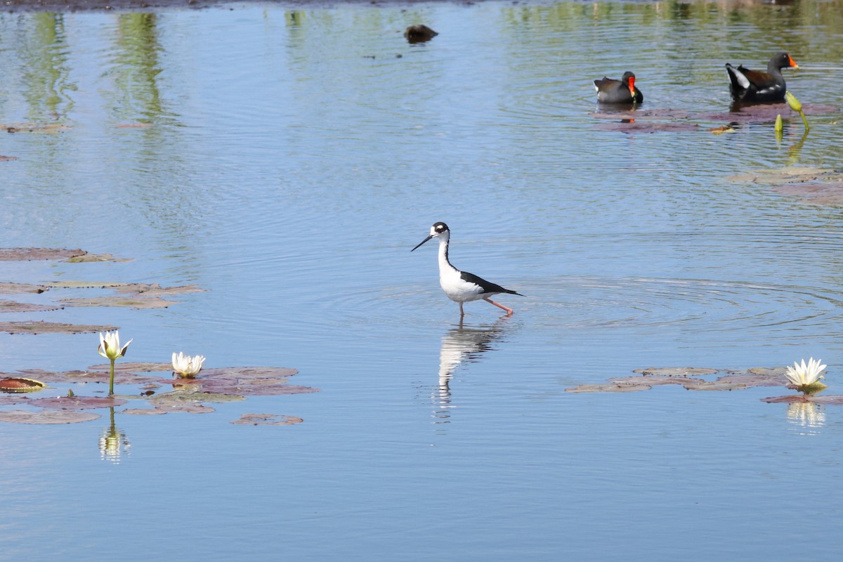 Black-necked Stilt - ML615450236