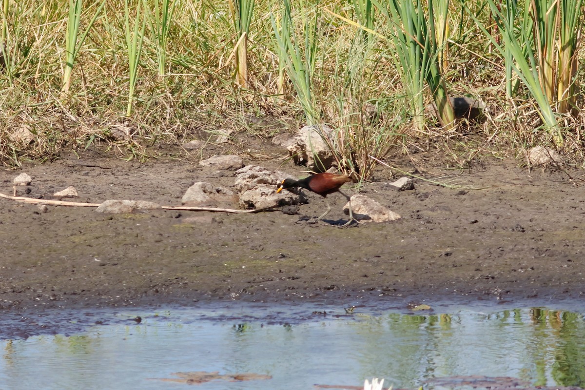 Northern Jacana - ML615450240