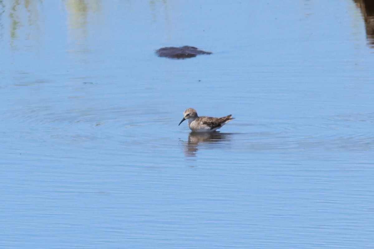 Least Sandpiper - ML615450244