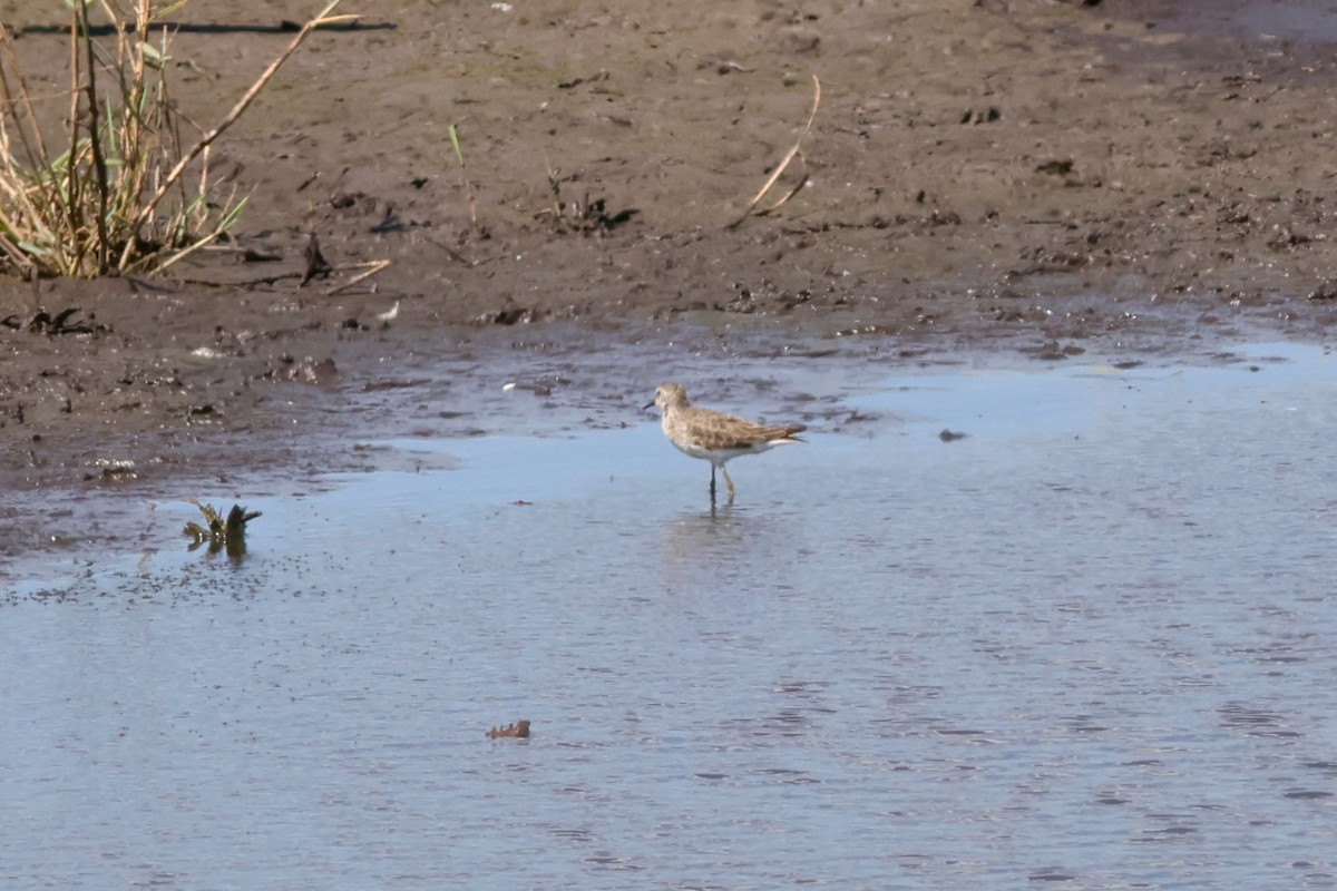 Least Sandpiper - ML615450245