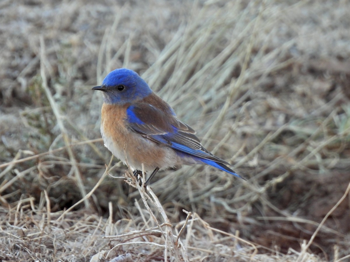 Western Bluebird - ML615450246