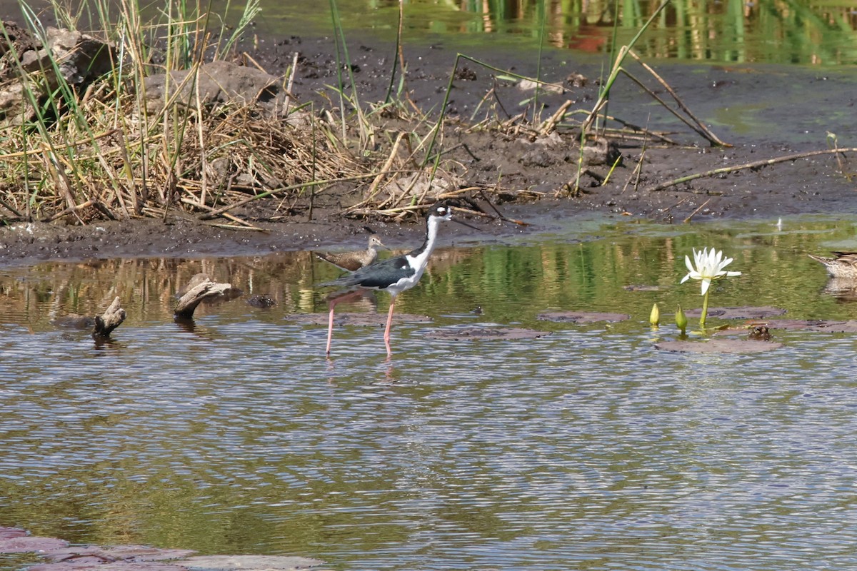 Black-necked Stilt - ML615450248