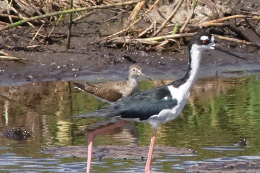 Solitary Sandpiper - ML615450249