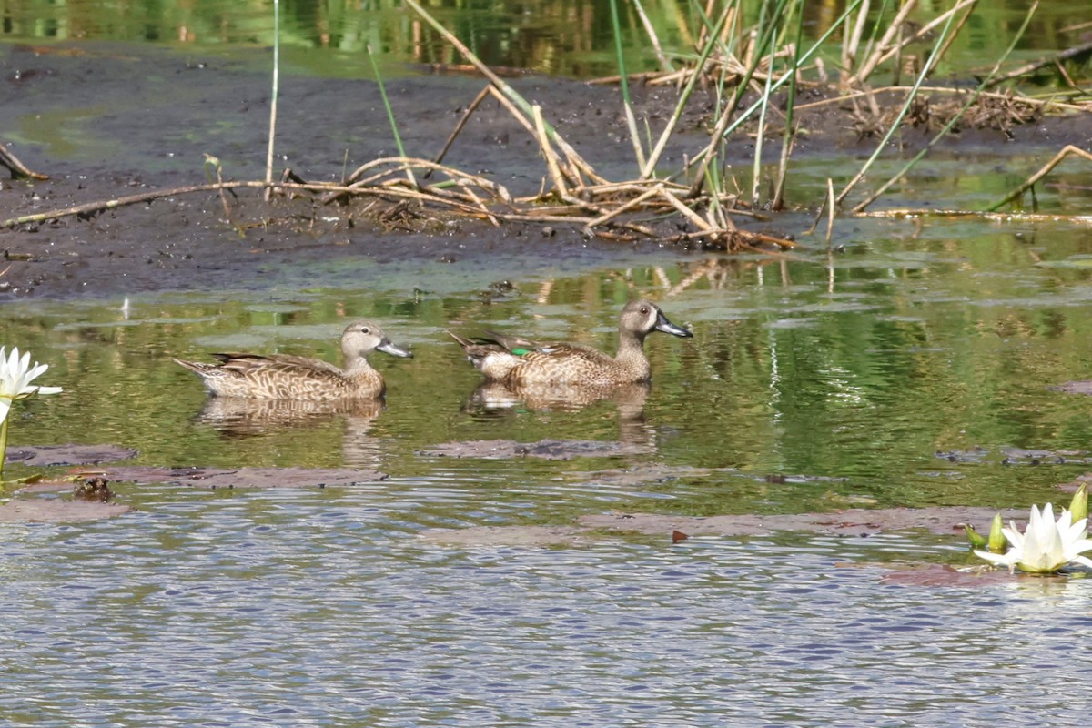 Blue-winged Teal - ML615450251