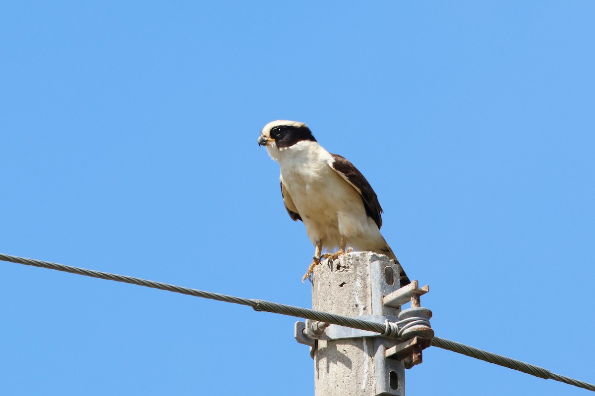 Laughing Falcon - ML615450253