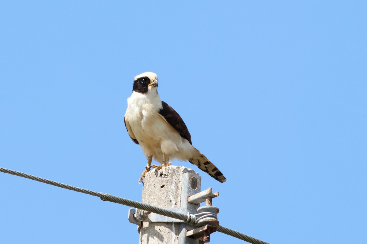 Laughing Falcon - ML615450255