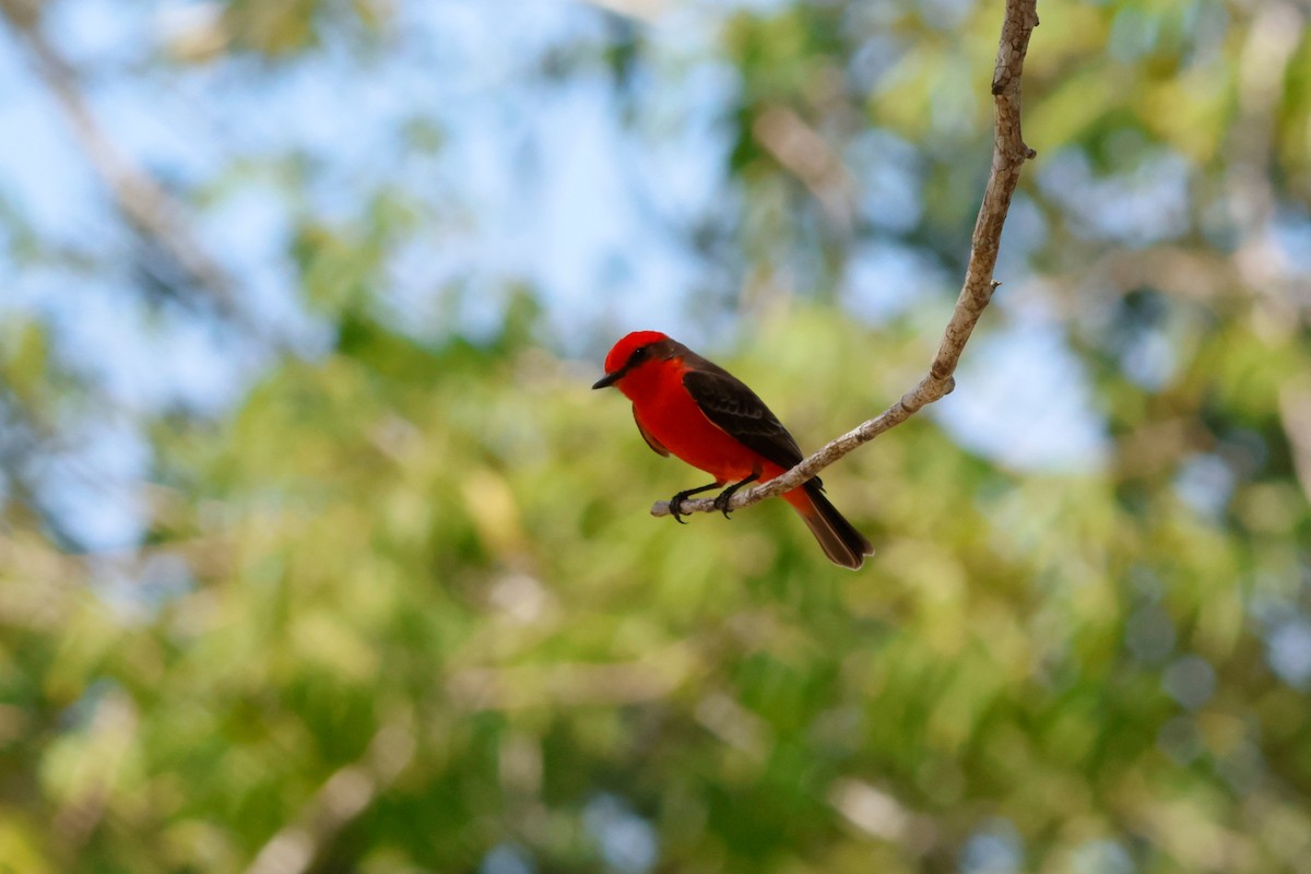 Vermilion Flycatcher - ML615450270