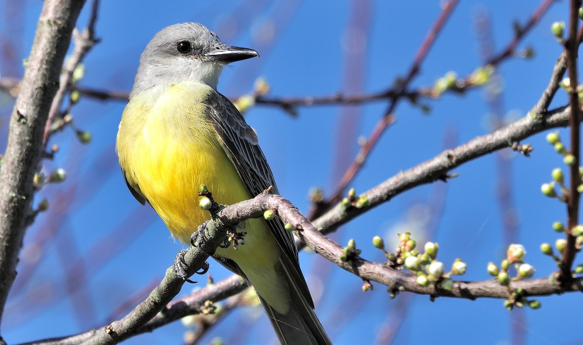 Tropical Kingbird - ML615450280