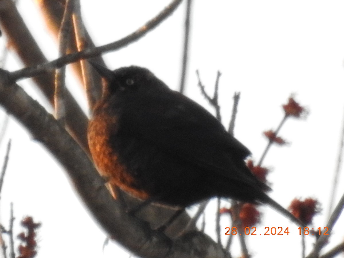 Rusty Blackbird - ML615450303