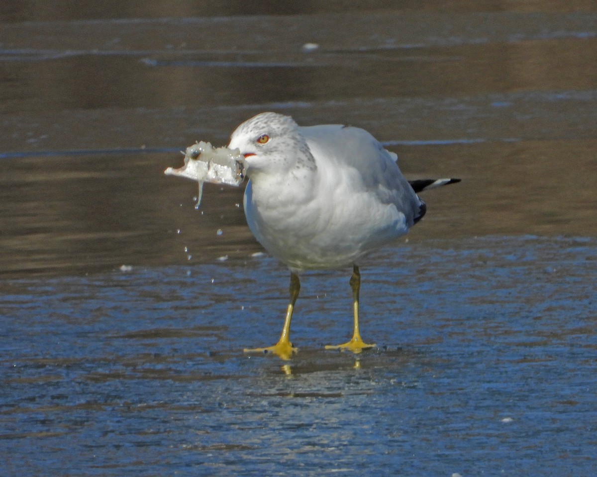 Ring-billed Gull - ML615450315