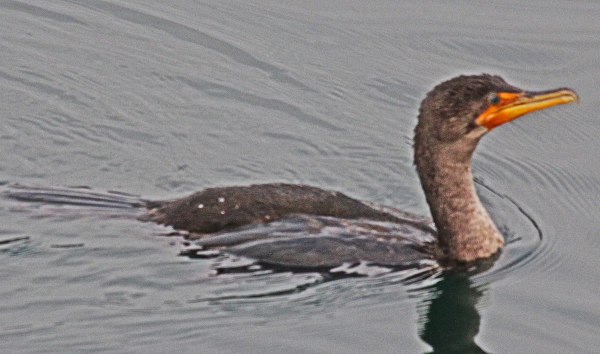 Double-crested Cormorant - ML615450342