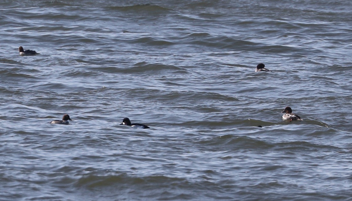 Common Goldeneye - ML615450367