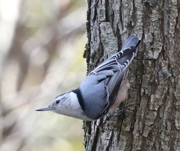 White-breasted Nuthatch - ML615450379