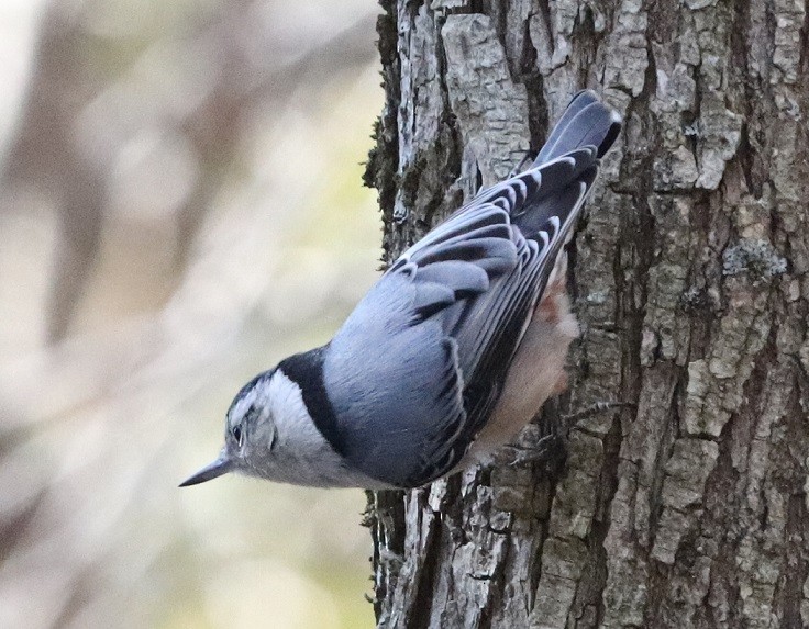 White-breasted Nuthatch - ML615450380