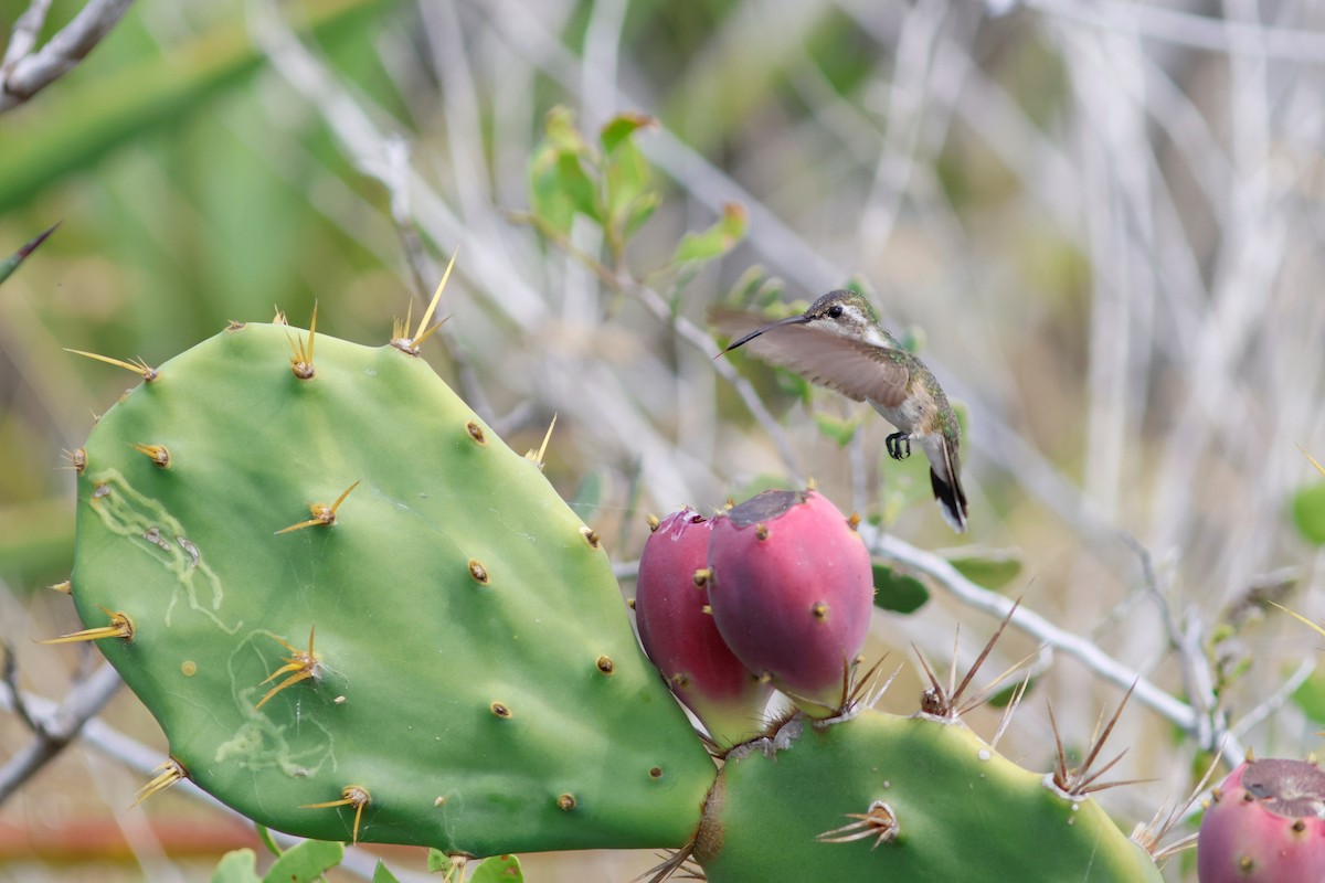 Mexican Sheartail - ML615450381