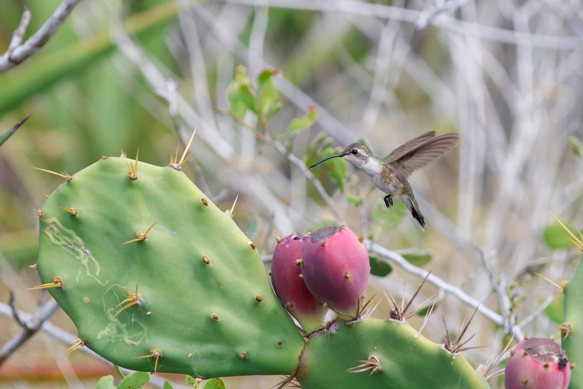 Mexican Sheartail - Daniel J. Riley