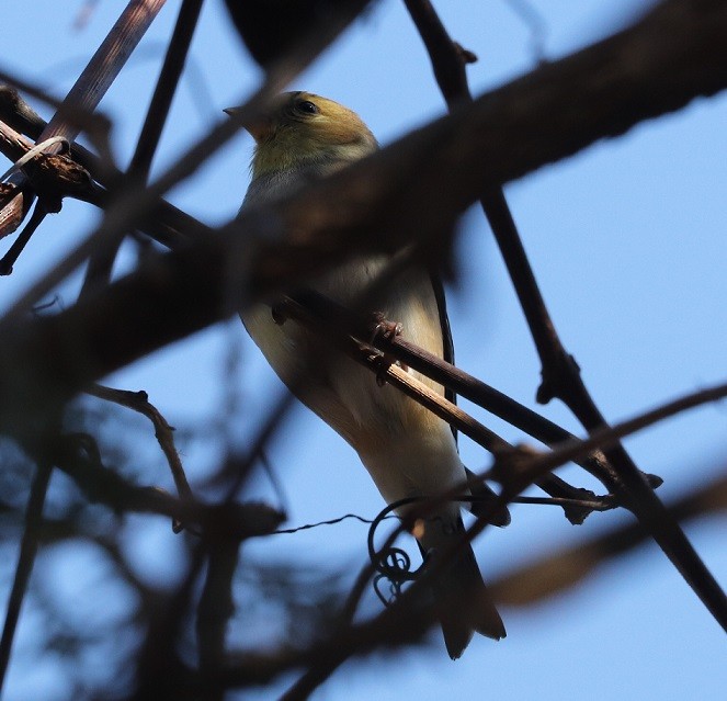 American Goldfinch - ML615450389