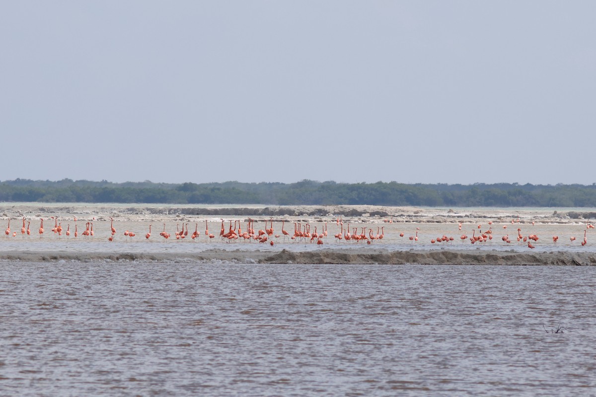 American Flamingo - Daniel J. Riley