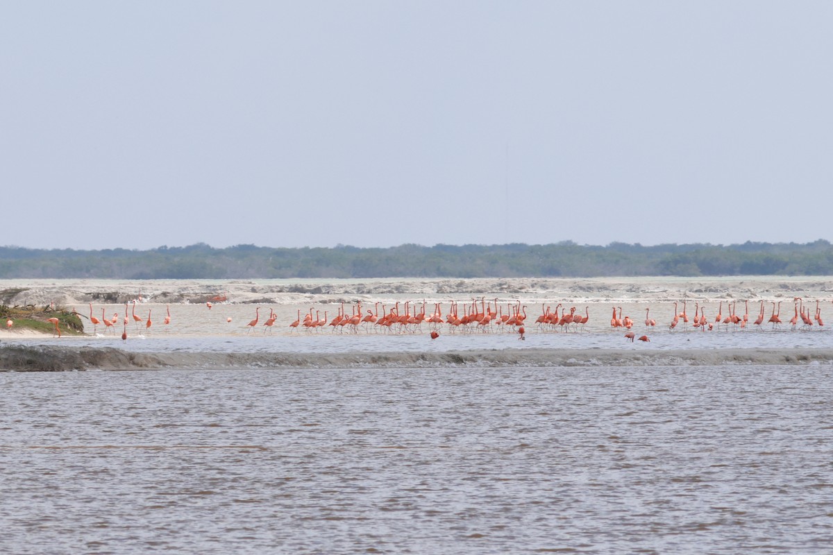 Flamant des Caraïbes - ML615450393