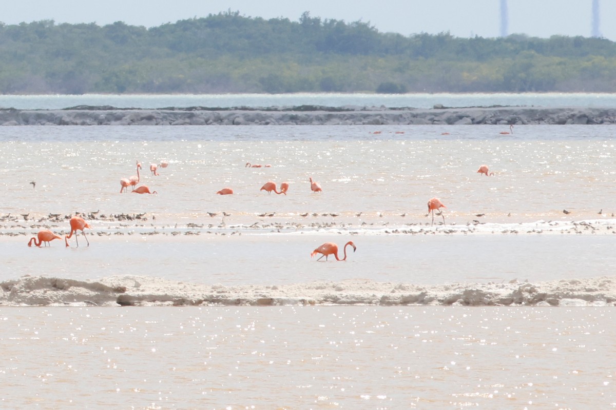 Flamant des Caraïbes - ML615450399