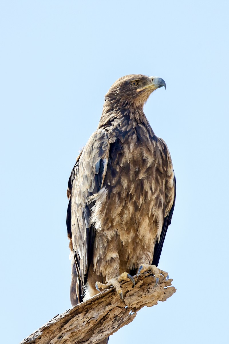 Tawny Eagle - Lexi Quarles